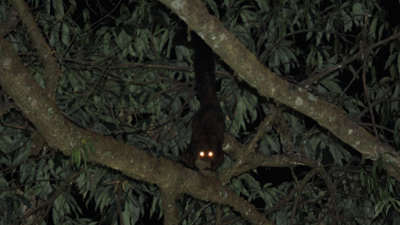 Illustration for article titled Adorable New Species of Flying Squirrel Discovered in China